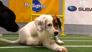Illustration for article titled Your Obligatory, Adorable Puppy Bowl VII Highlights